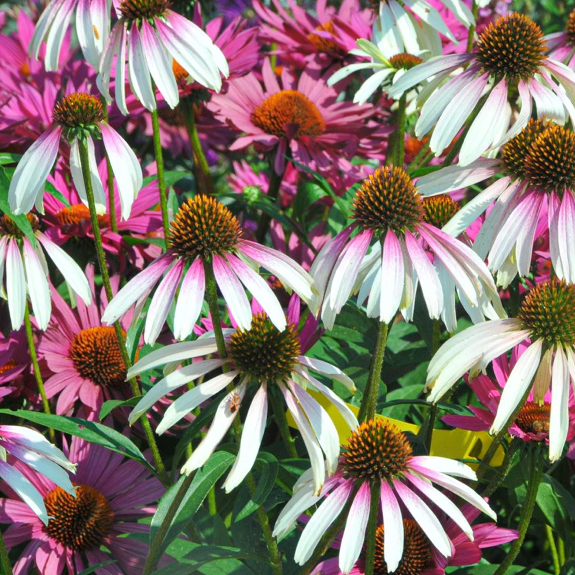 Echinacea farbenfrohe Gartengehölze für kräftige Pflanzen
| Echinacea hübsche Sonnenschirme für farbenfrohe Gärten
| Ec