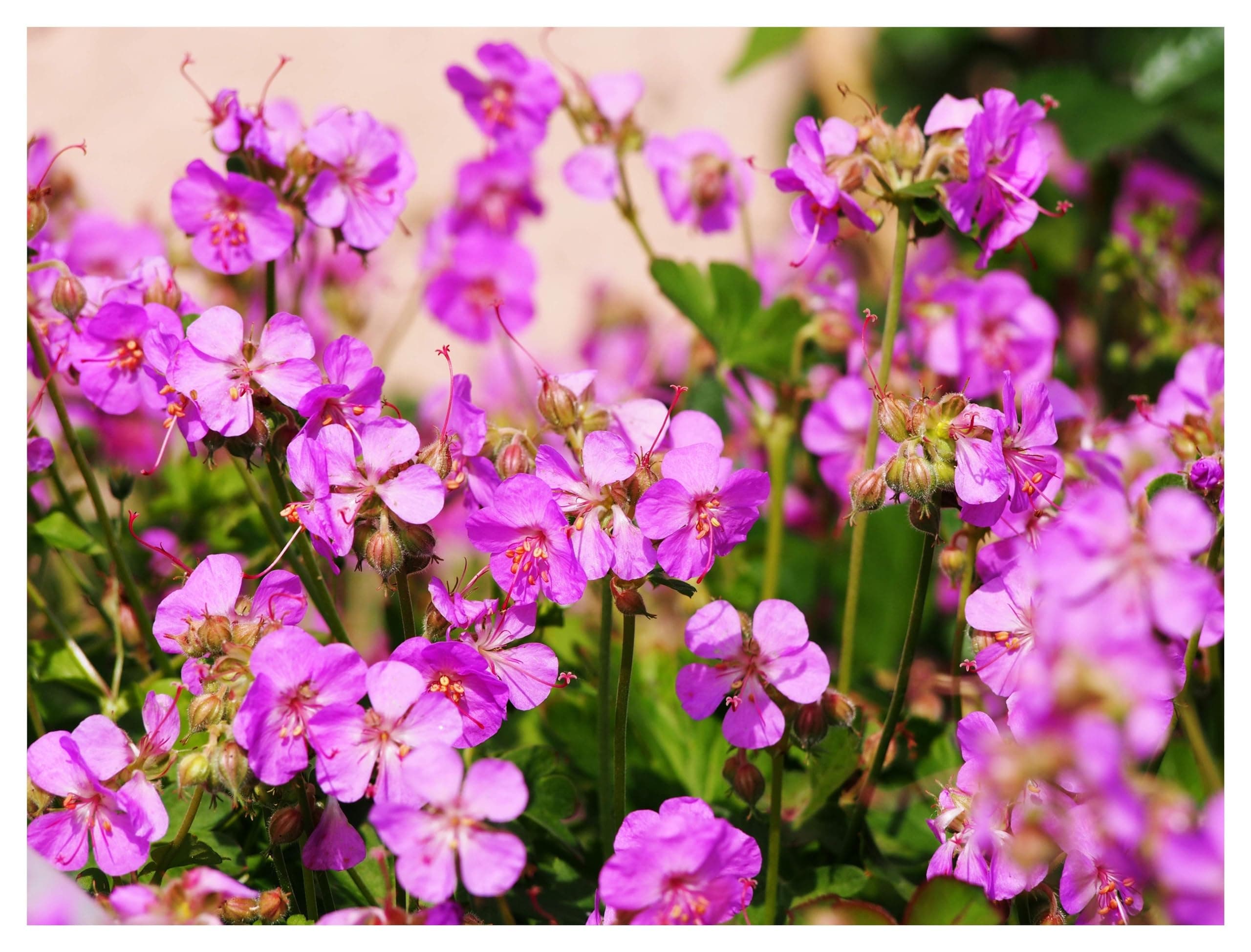 3 x Geranium cantabrigiense 'Cambridge' (Winterhart/Stauden/Staude/Bodendecker/Mehrjährig/Immergrün) - Farbenfrohe Akzen