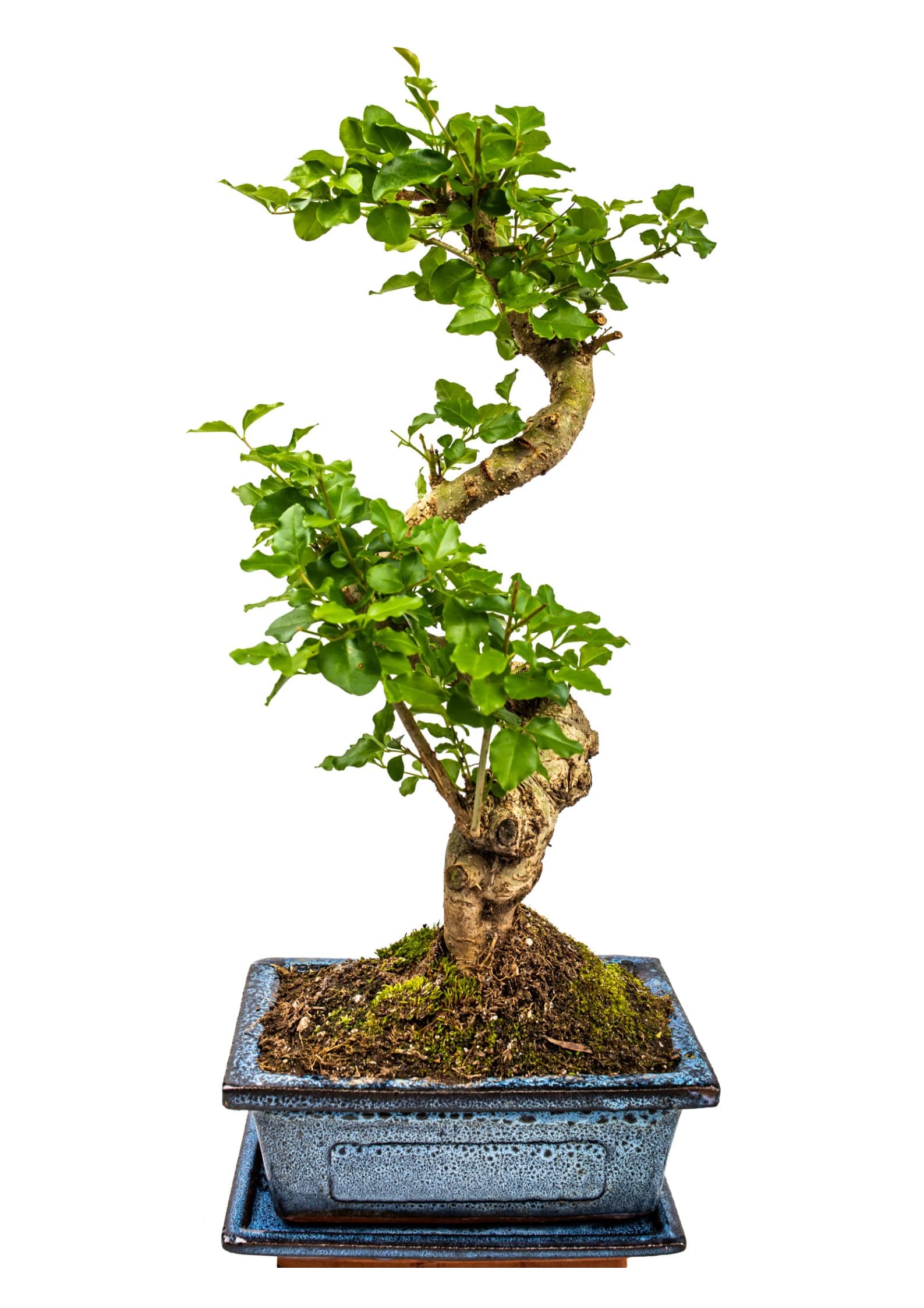 Zimmerbonsai Chinesischer Liguster - 10 Jahre alt, 25-35 cm hoch, Immergrün mit Auffangschale