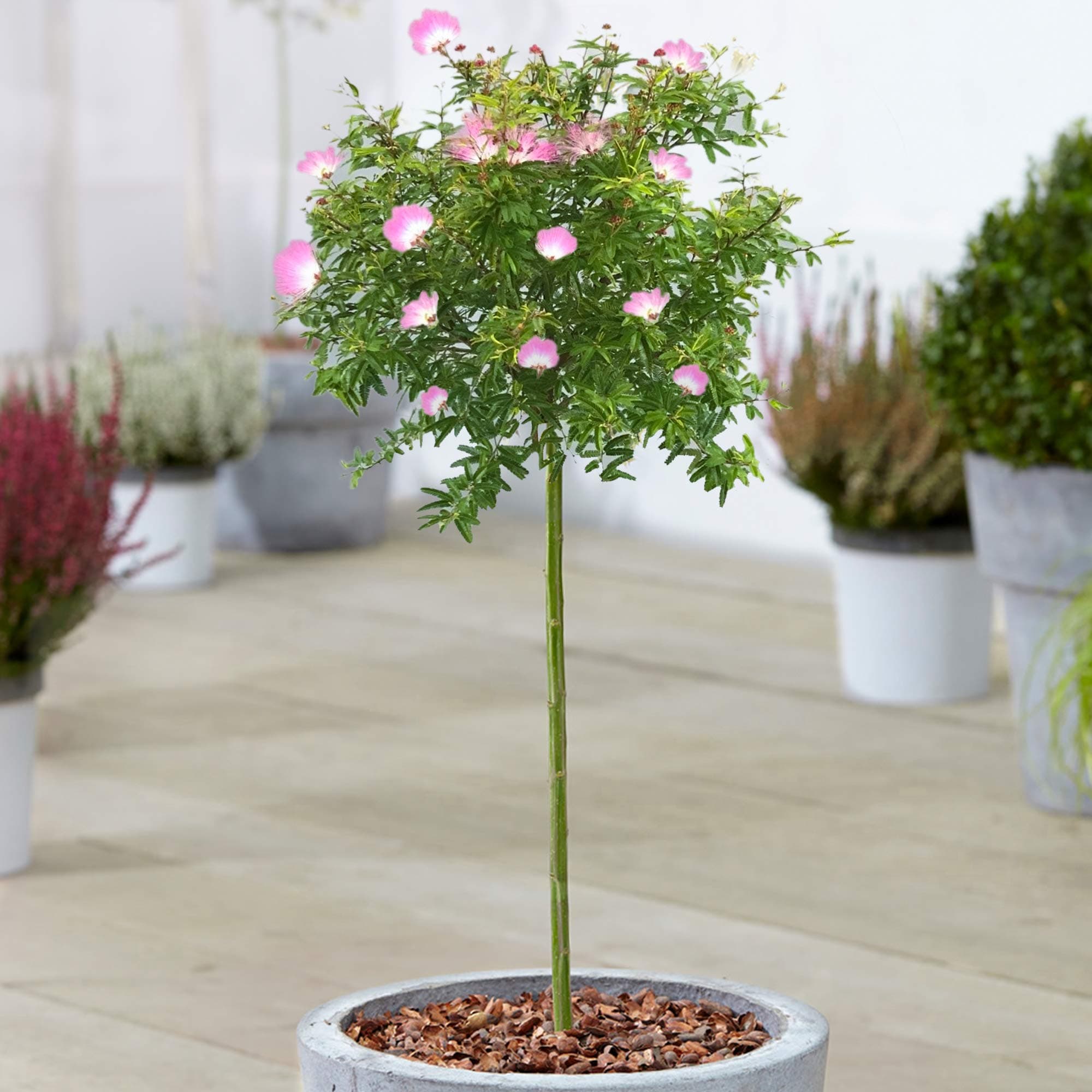 Calliandra Dixie Pink Puderquasten-Bäume für kleine Gärten & Terrassen | Gerader Lolli-Stamm | Elegantes Dekor für Outdo