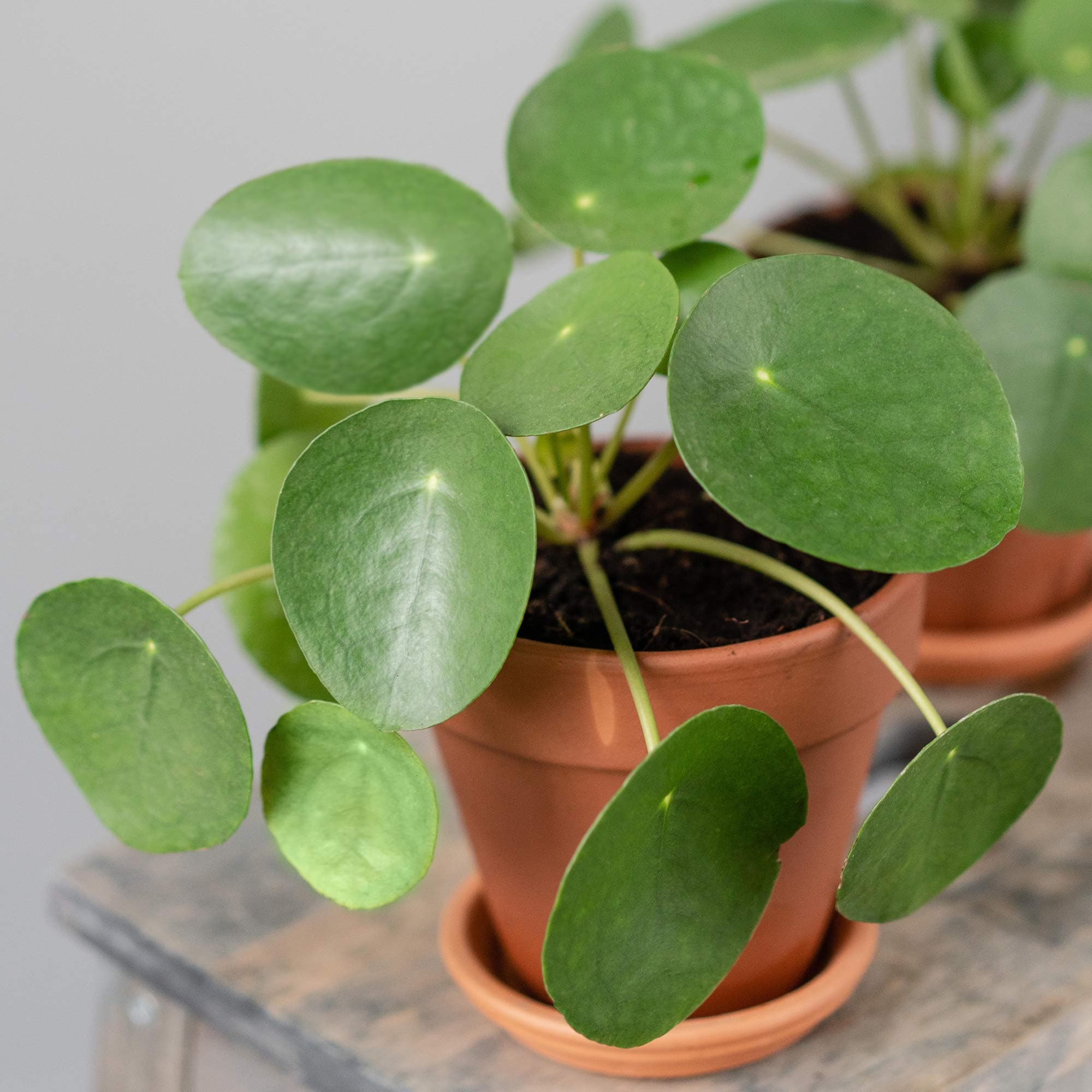 Premium Ufopflanze Pilea Peperomioides - Ideal für Zimmer und Büros (20-30 cm)
| Ufopflanze Pilea Peperomioides - Perfe