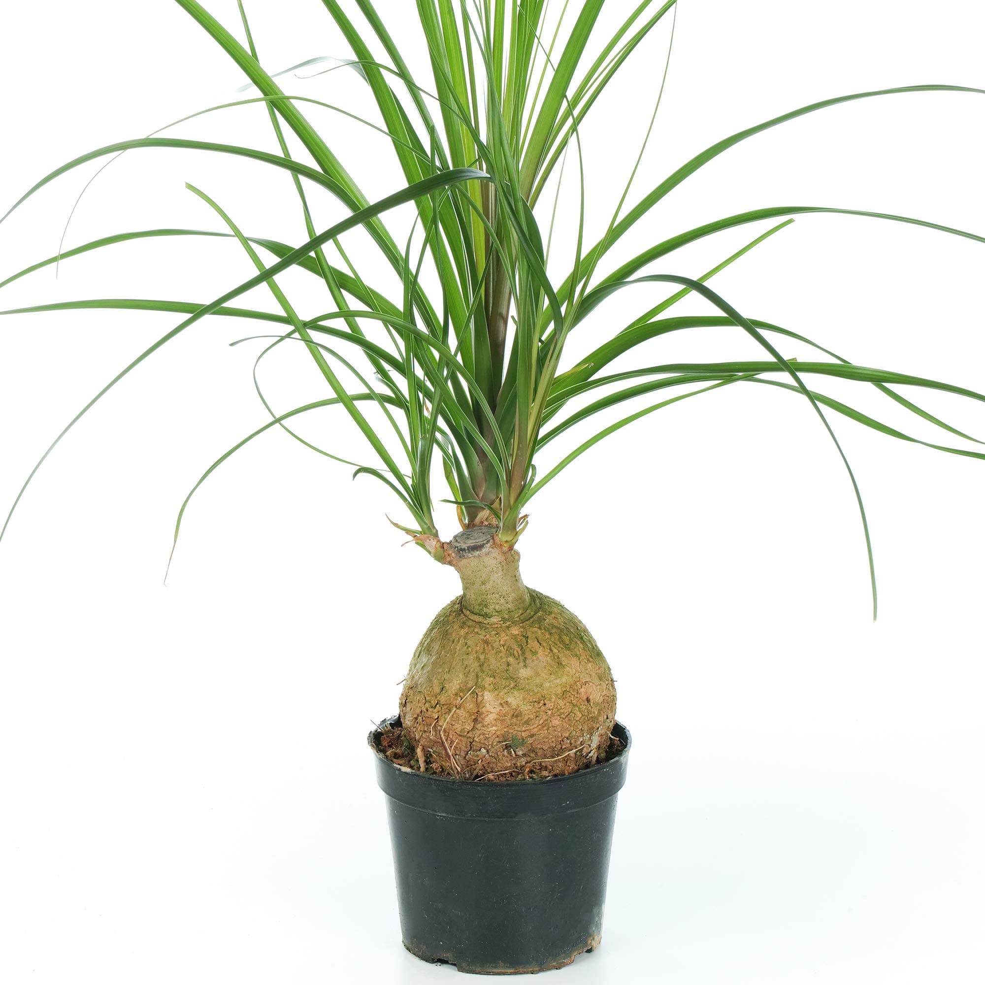 Beaucarnea Recurvata Ball 12cm fürzimmerinternativerTrendsminiaturpflanze