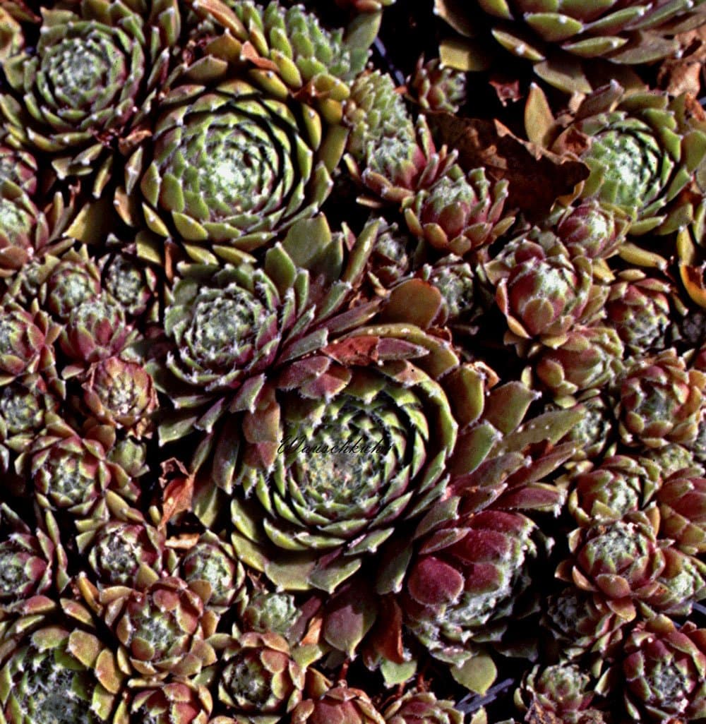 Staudenkulturen Wauschkuhn Sempervivum Hybride 'Beta' - Hauswurz - Für Gartenanfänger im 9cm Topf
Staudenkulturen Waus