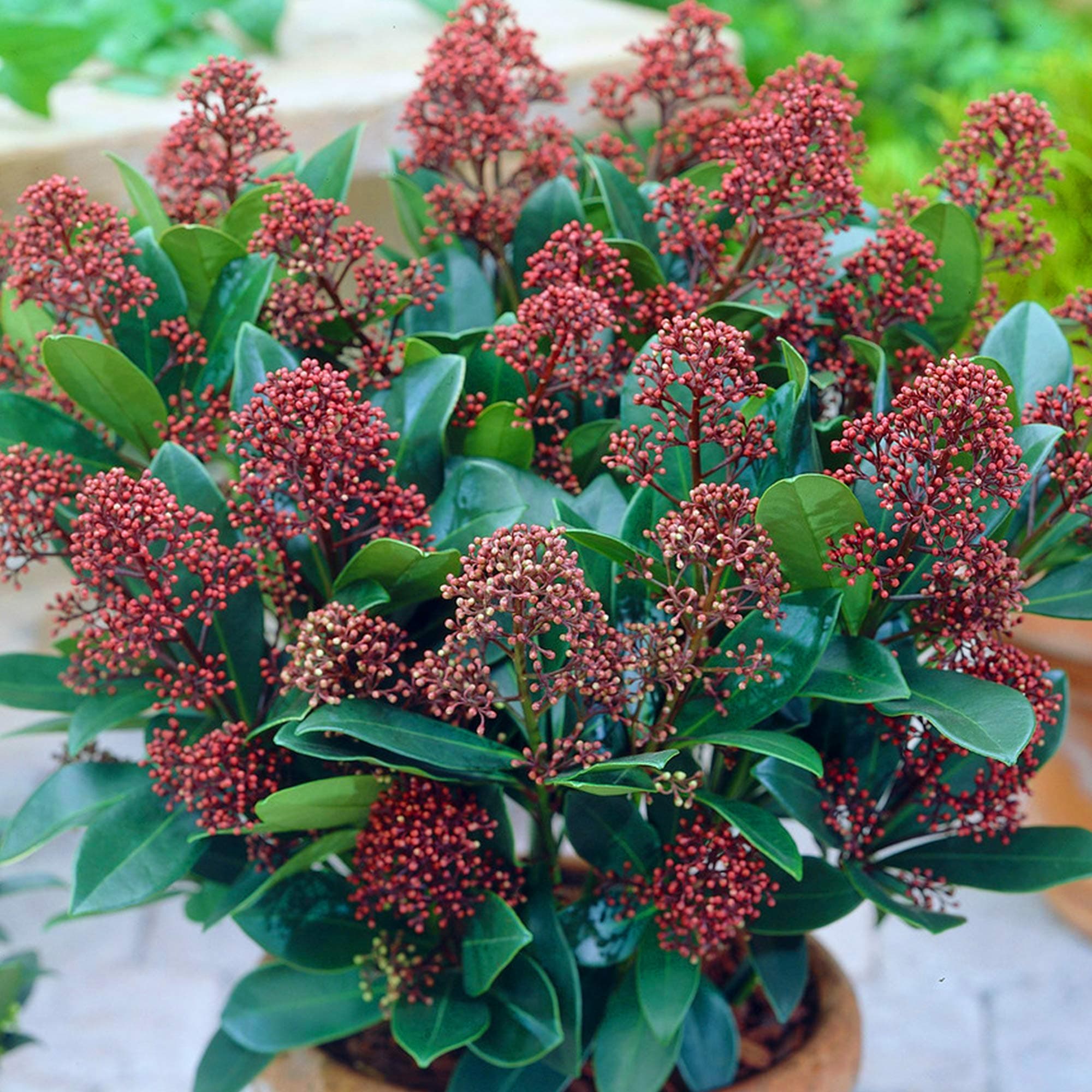 Skimmia japonica Rubella | Schön immergrüner blühender Topfstrauch für Gartenanerz.ie