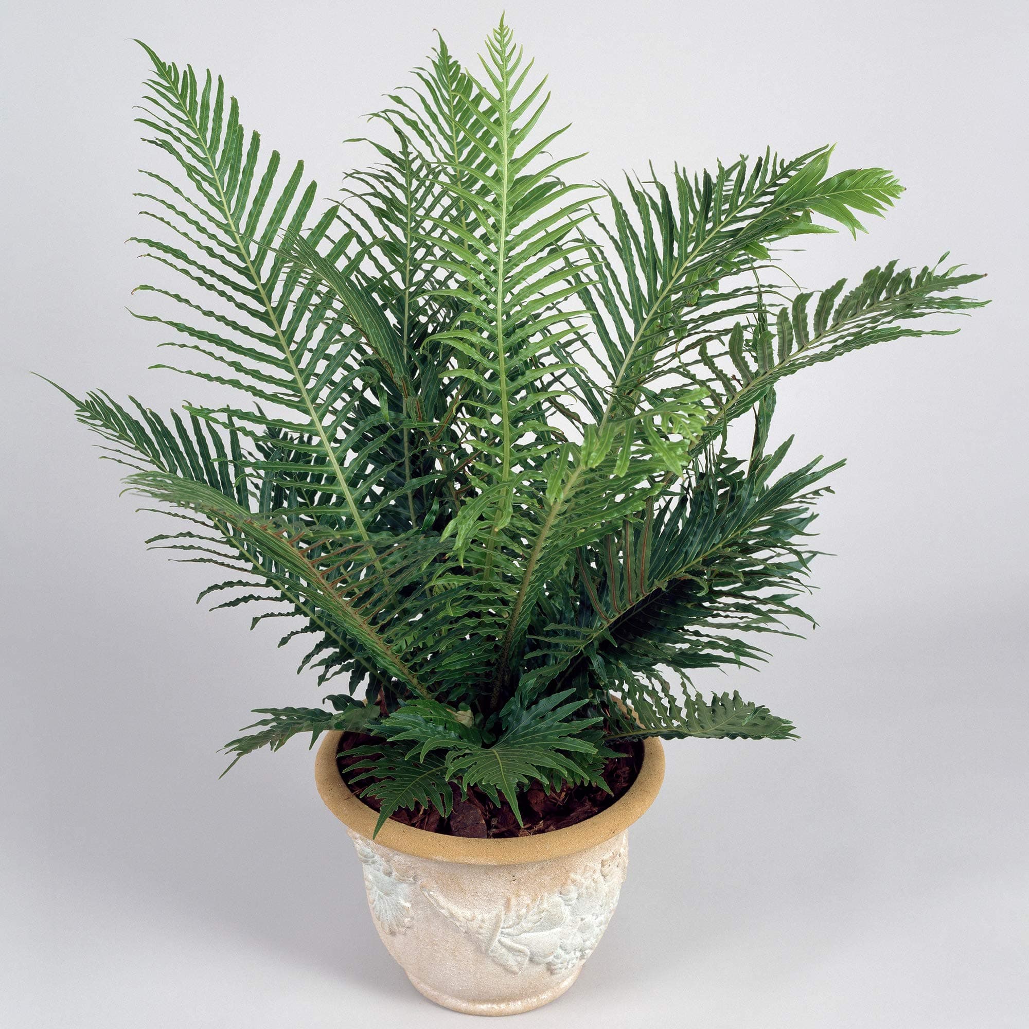 Blechnum Silver Lady Zwerg-Baumfarn fürs Zuhause und das Büro (25-35 cm inkl. Topf)
Blechnum Silver Lady Zwerg-Baumfar