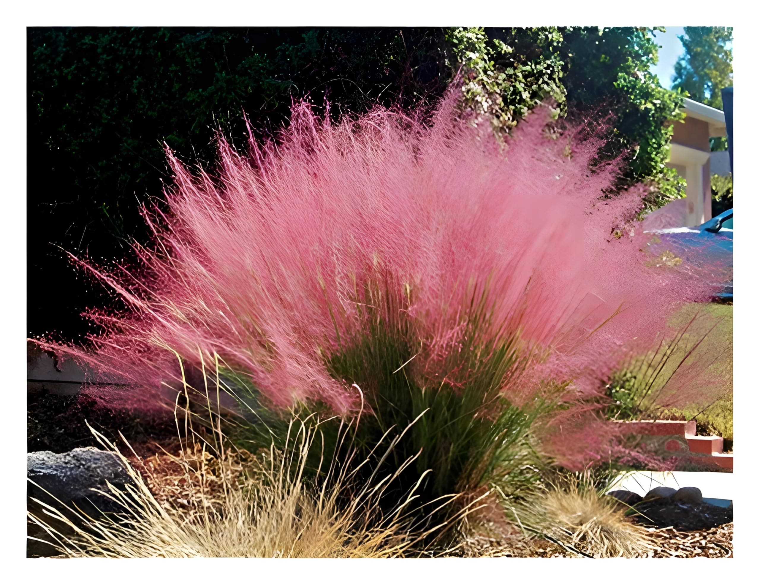 Muhlenbergia capillaris im 1 Liter Topf - Winterhart - Stauden - Fur Blickfang im Garten - Rosa Haargras