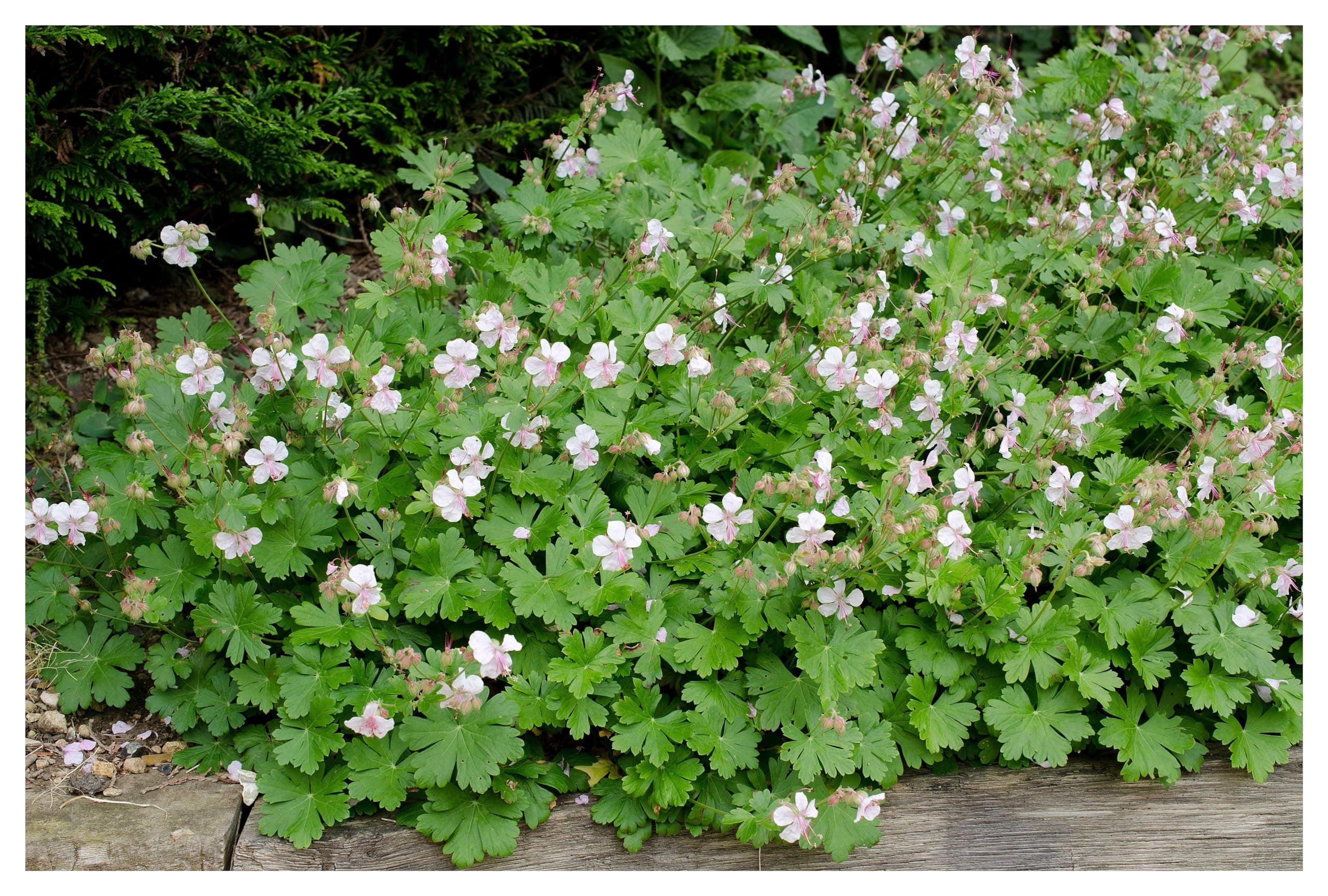 3 x Geranium cantabrigiense 'Saint Ola' - Winterhart - Strahlendes Weiß für den Garten - von Stauden Gänge
3 x Geranium