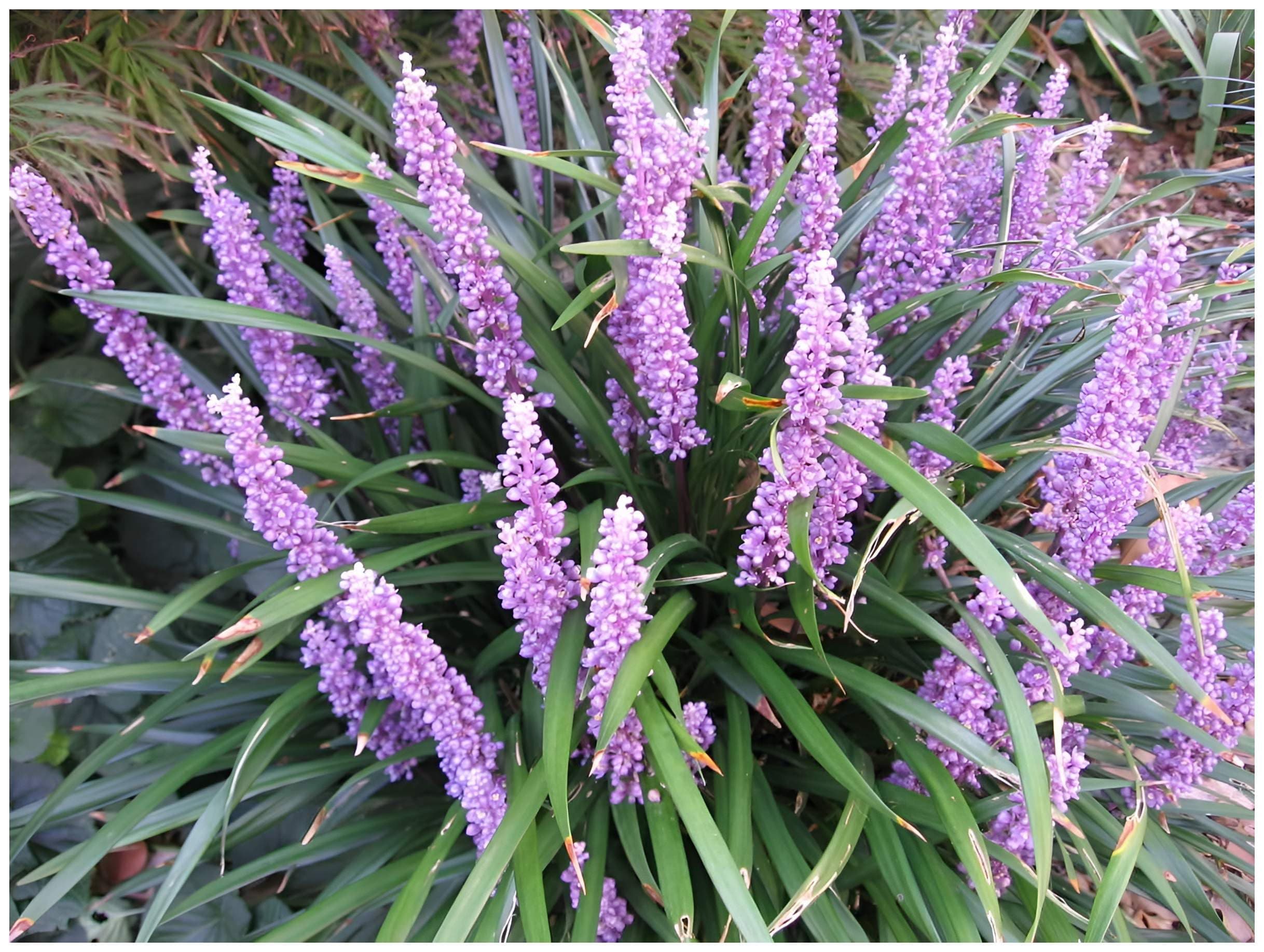 Liriope muscari 'Royal Purple' im 1 Liter Topf - Winterhart - Immergrün - für schattige Oasen - von Stauden Gänge