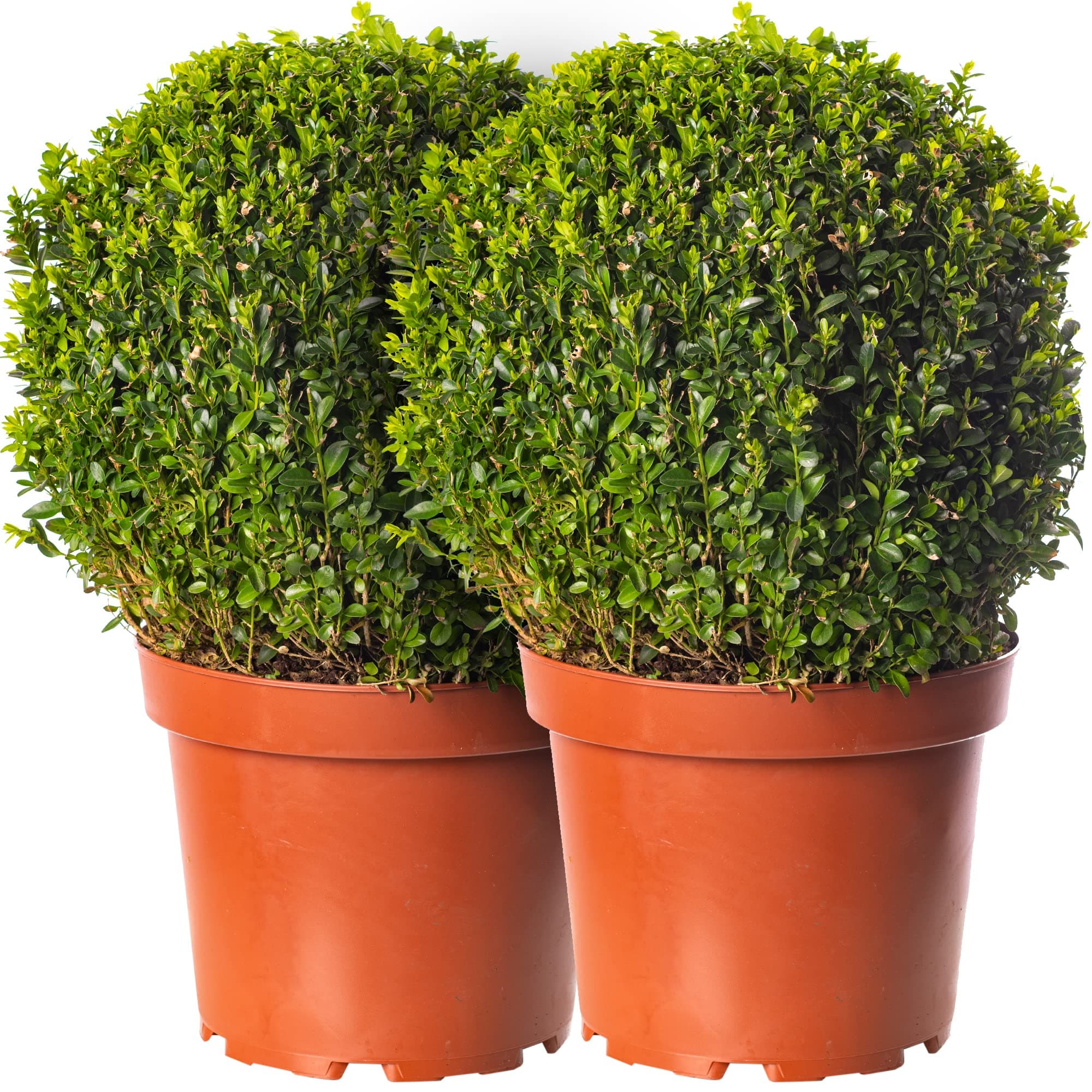 Buxus Ball Set - Echter Immergrün-Strauch | Garten-Topiary 2 x 30cm Durchmesser | Für Ihren Garten