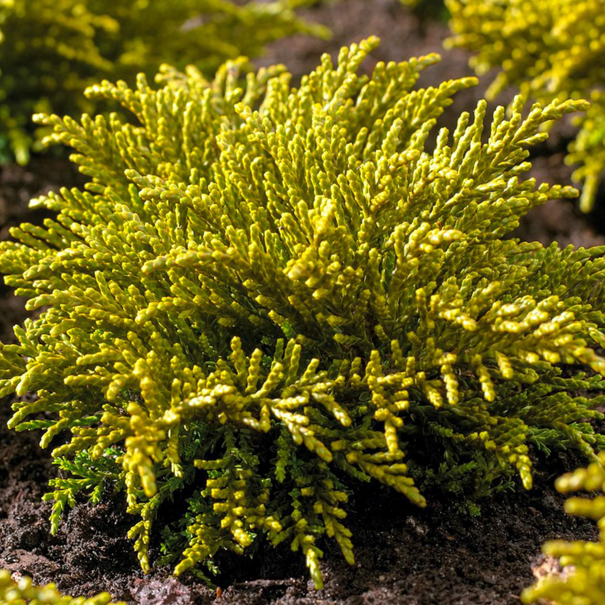 Hebe ochracea James Stirling - Immergrüner Topfgartenstrauch für Schönheit und Widerstandsfähigkeit